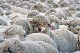 "¿Lobo u oveja?", por Erich Fromm